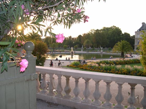  fleurs violettes, jardin du Luxembourg, 
